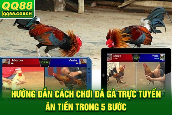 Hướng dẫn cách chơi đá gà trực tuyến ăn tiền trong 5 bước