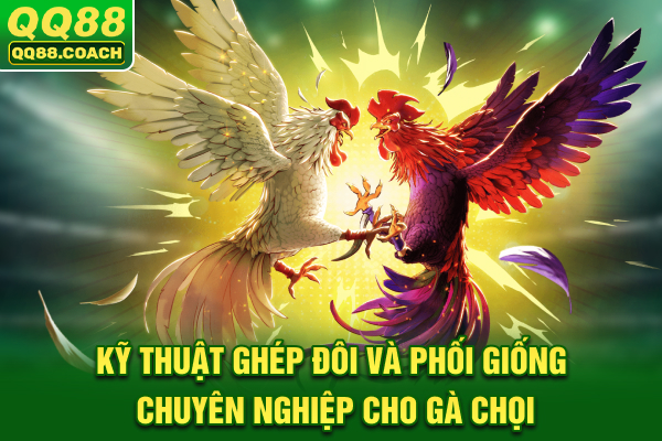 Kỹ thuật ghép đôi và phối giống chuyên nghiệp cho gà chọi