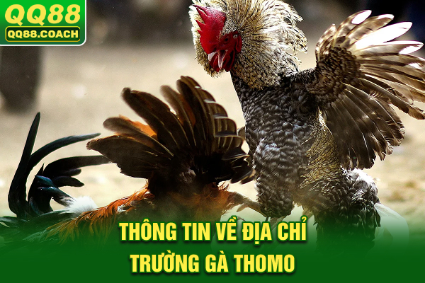 Thông tin về địa chỉ trường gà Thomo